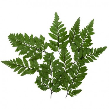 10 Mini feuilles de fougères vertes