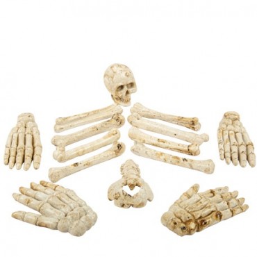 Assortiment d'os humain en résine
